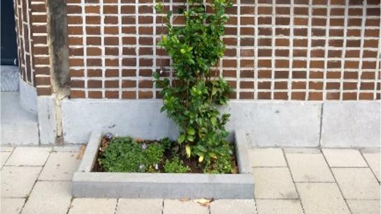 een gevel met 2 tegels uit de stoep en planten er in
