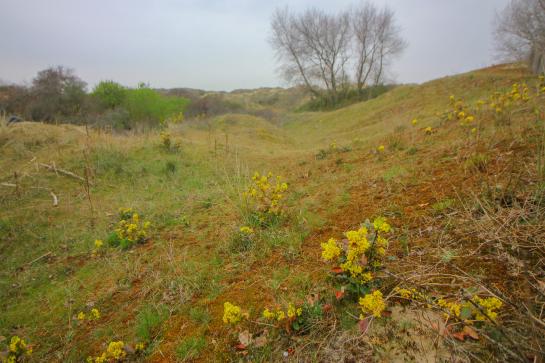Mahonie in kustduinen